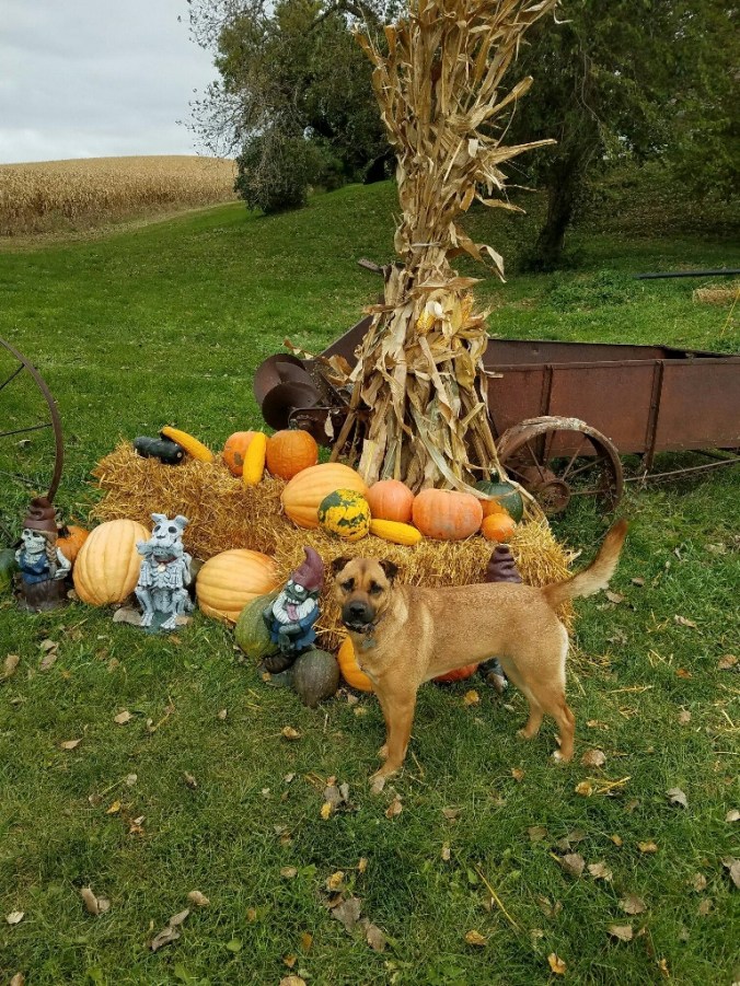 1984_1477311212297 (768x1024).jpg