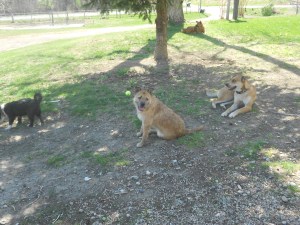 Benji and Ginger Watching the Fun!