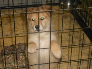 Fluffy is ready for some lovin!