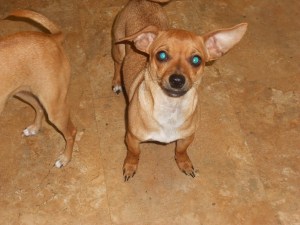 What Did  You say--I'm All Ears!