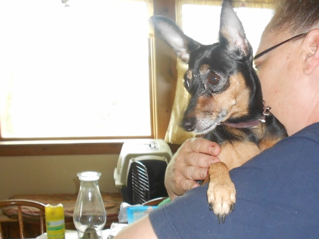 Senior Dogs Need Homes