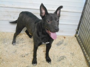 We love your ears, Blue!