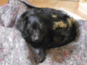 Boomer-found in a landfill--starving--and full of sticky weeds.--over 5 yrs.