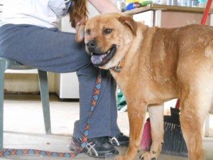 This Red--you can see his black tongue. 