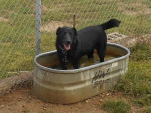 Max loves the water!