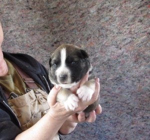 Barney-- 2 wk old puppy. Haven't named his 4 adorable sisters yet.