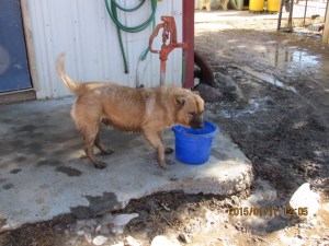 Amos--A great Farm Dog!