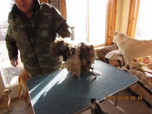 Shaggy before his haircut