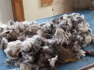 Dog who was never groomed.