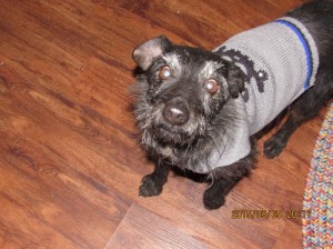 Boomer so proud of his new sweater.