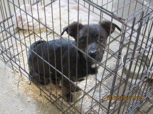 Mickey, the next day after he was found! He is even more handsome, now.