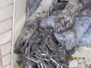 Chain--on dog--no shelter.
