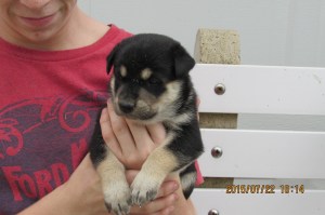 Apollo Shepherd MIx (male)