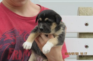 Wanda Shepherd mix (female)