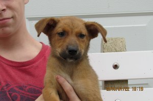 Ruby is a female hound mix. 8 or 10 wks. old.