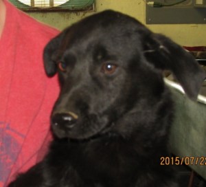 Truman--around 5 months old--shy--needs love.