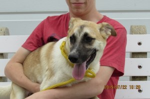 Finn--5 month old-cattle dog mix (male)