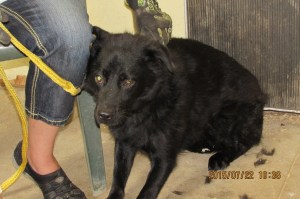Shadow--a terrier/chow mix (female) 10 months old. Very shy--calling her special needs-patient & loving home needed.