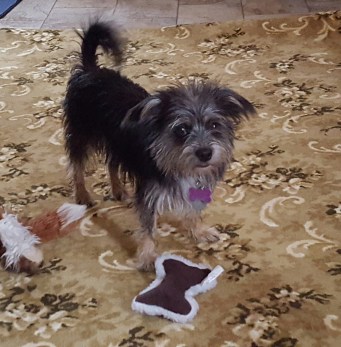 Mikey and his new toy