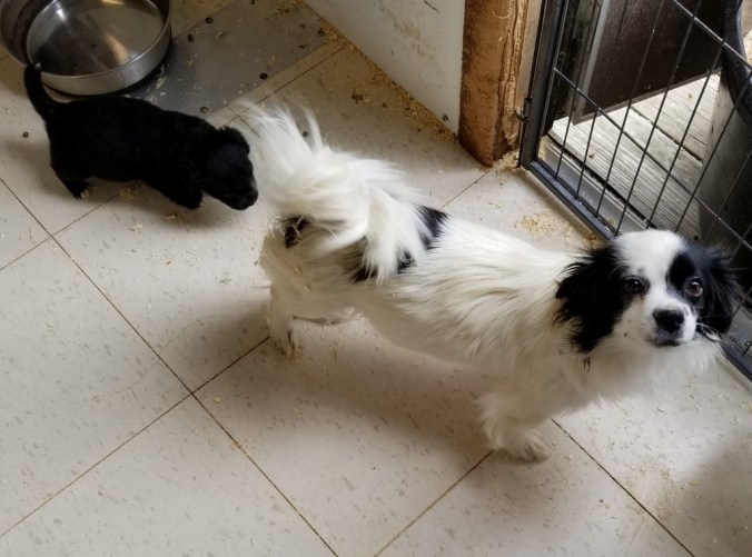 20170526_101227 (1024x759)