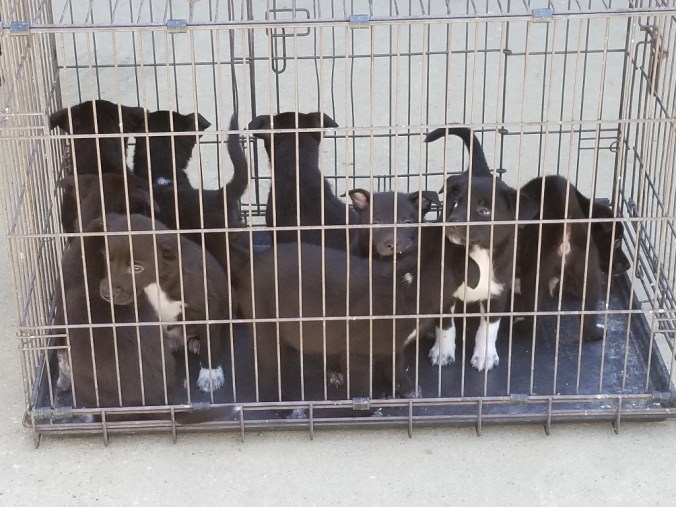 20170603_114714 (1024x768)