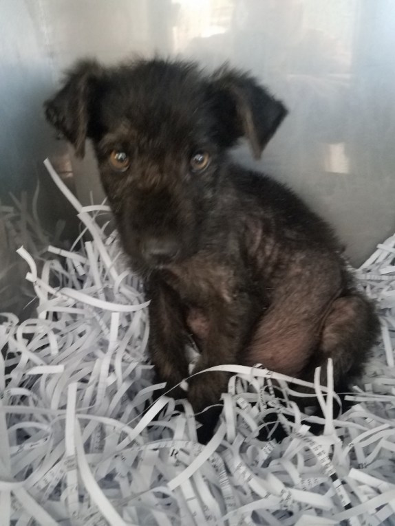 20171024_115132 (768x1024)