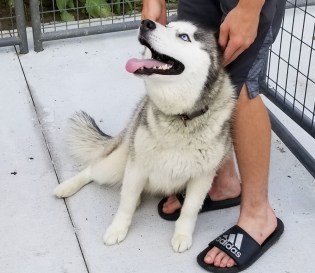 20180628_191737 (1024x888)