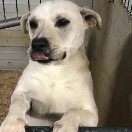 2755_1517688940842(1)